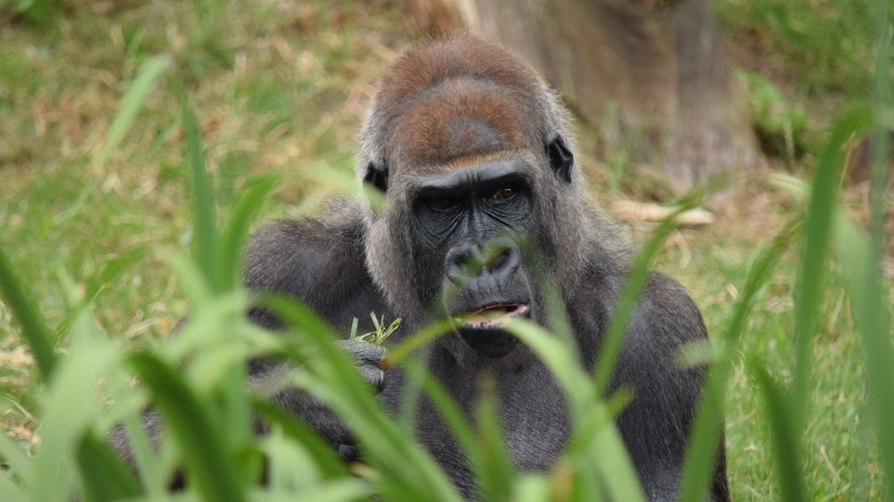 Nepouštějte gorilám videa, žádá návštěvníky zoo v Torontu